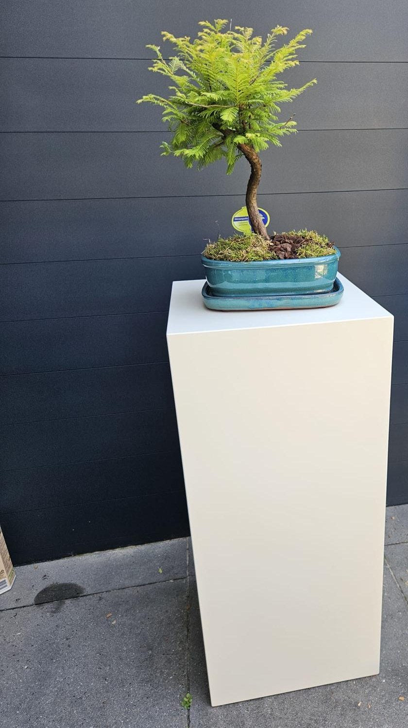 MDF pilaar 40 x 40 x 80 cm in de Bibelotte-kleur Olifant, met een bonsai, bij een klant thuis